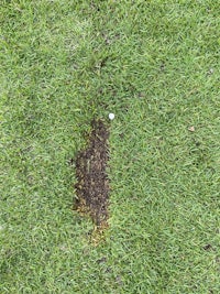 a hole in the grass with a golf ball in it